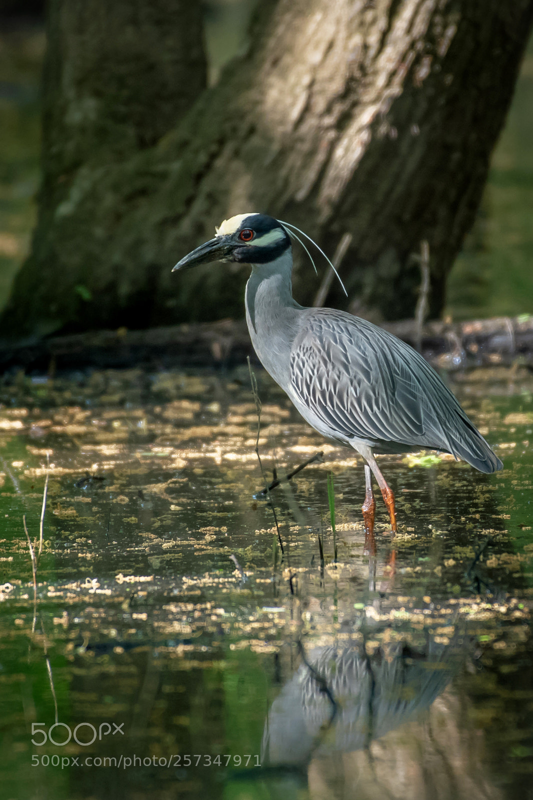 Nikon D850 sample photo. Yellow crowned night herron photography