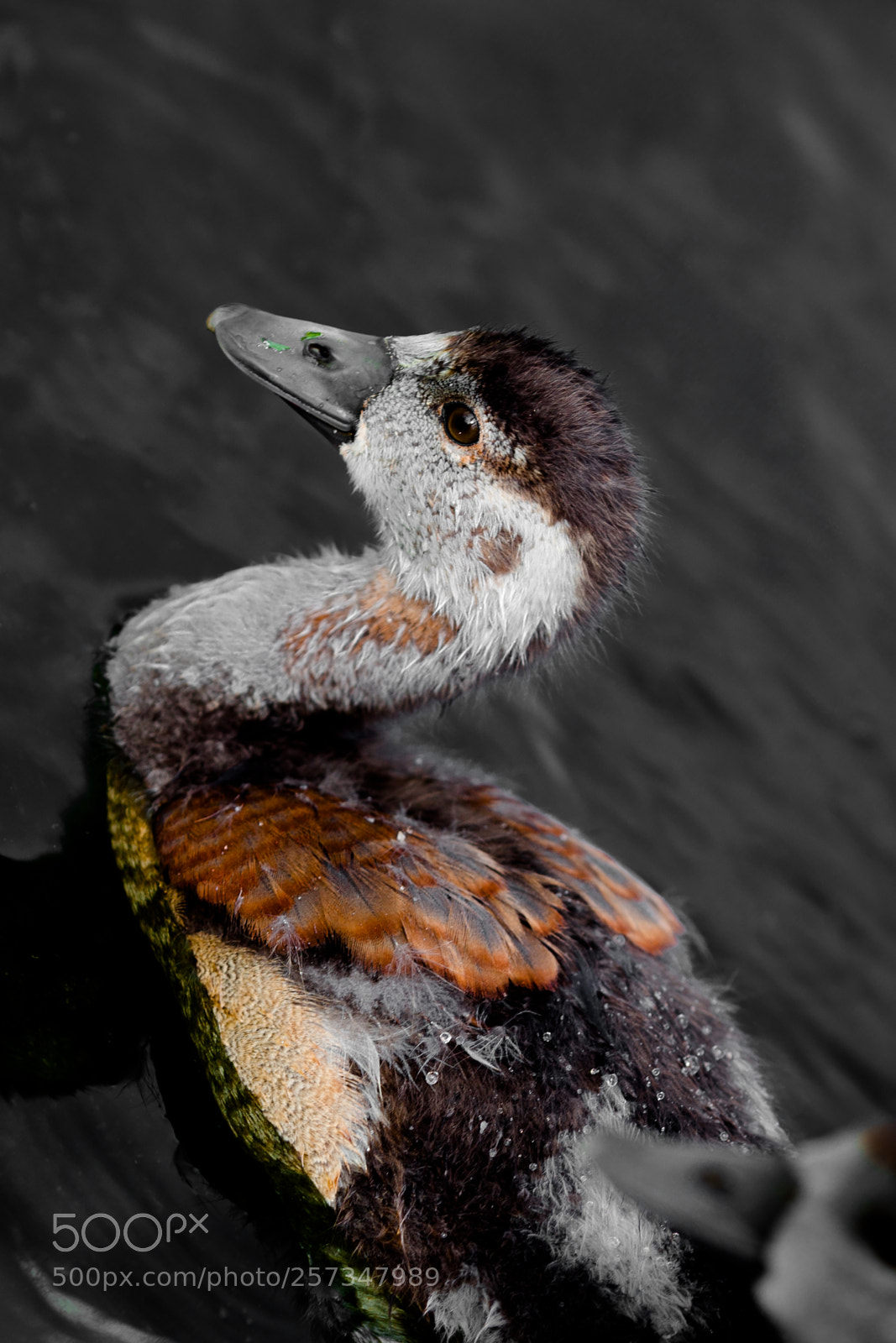 Canon EOS 5D Mark II sample photo. Small ducks photography