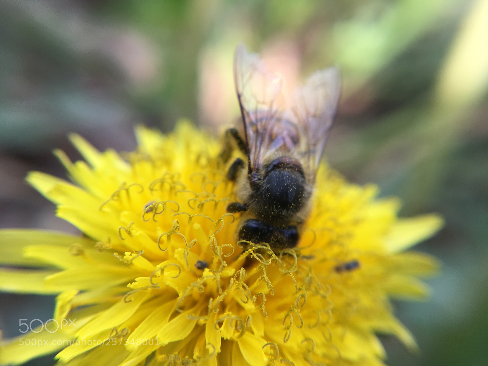Apple iPhone SE sample photo. Miss bee photography