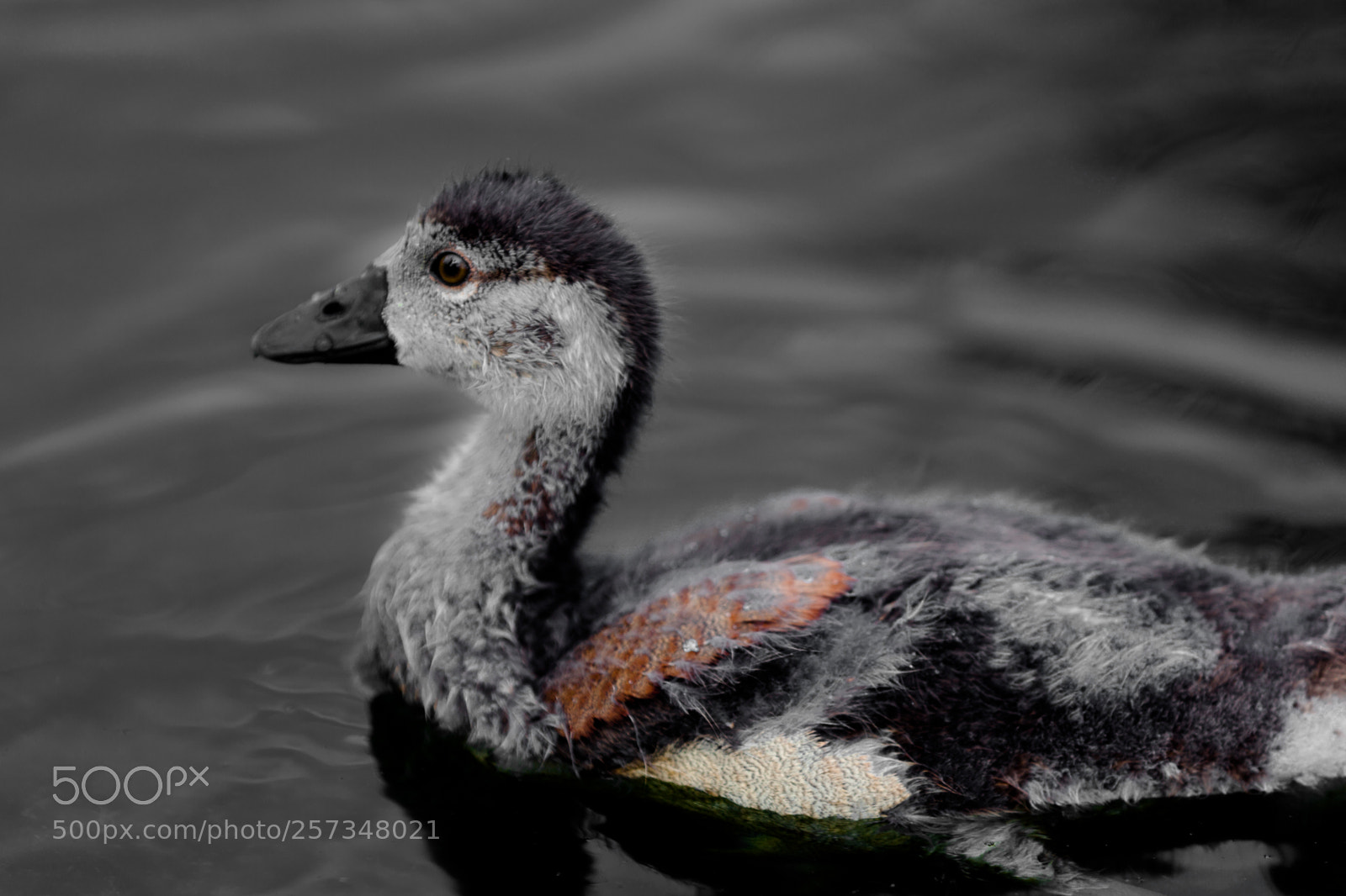 Canon EOS 5D Mark II sample photo. Small ducks photography
