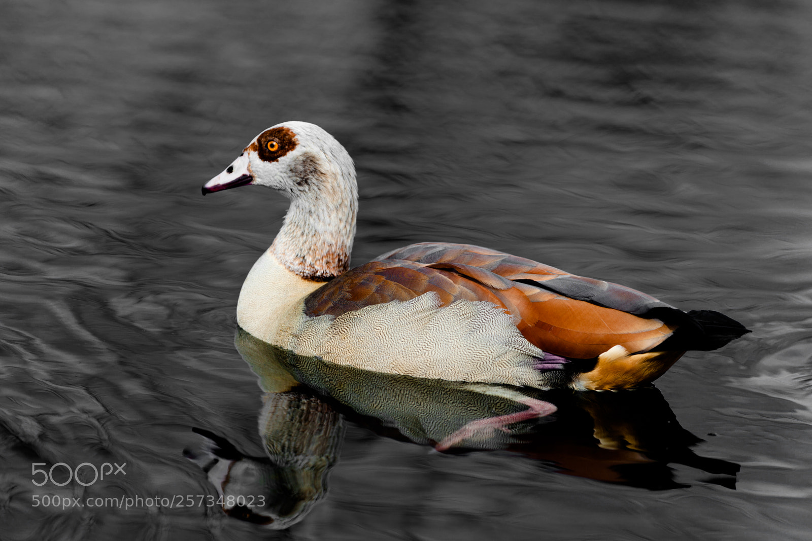 Canon EOS 5D Mark II sample photo. Small ducks photography