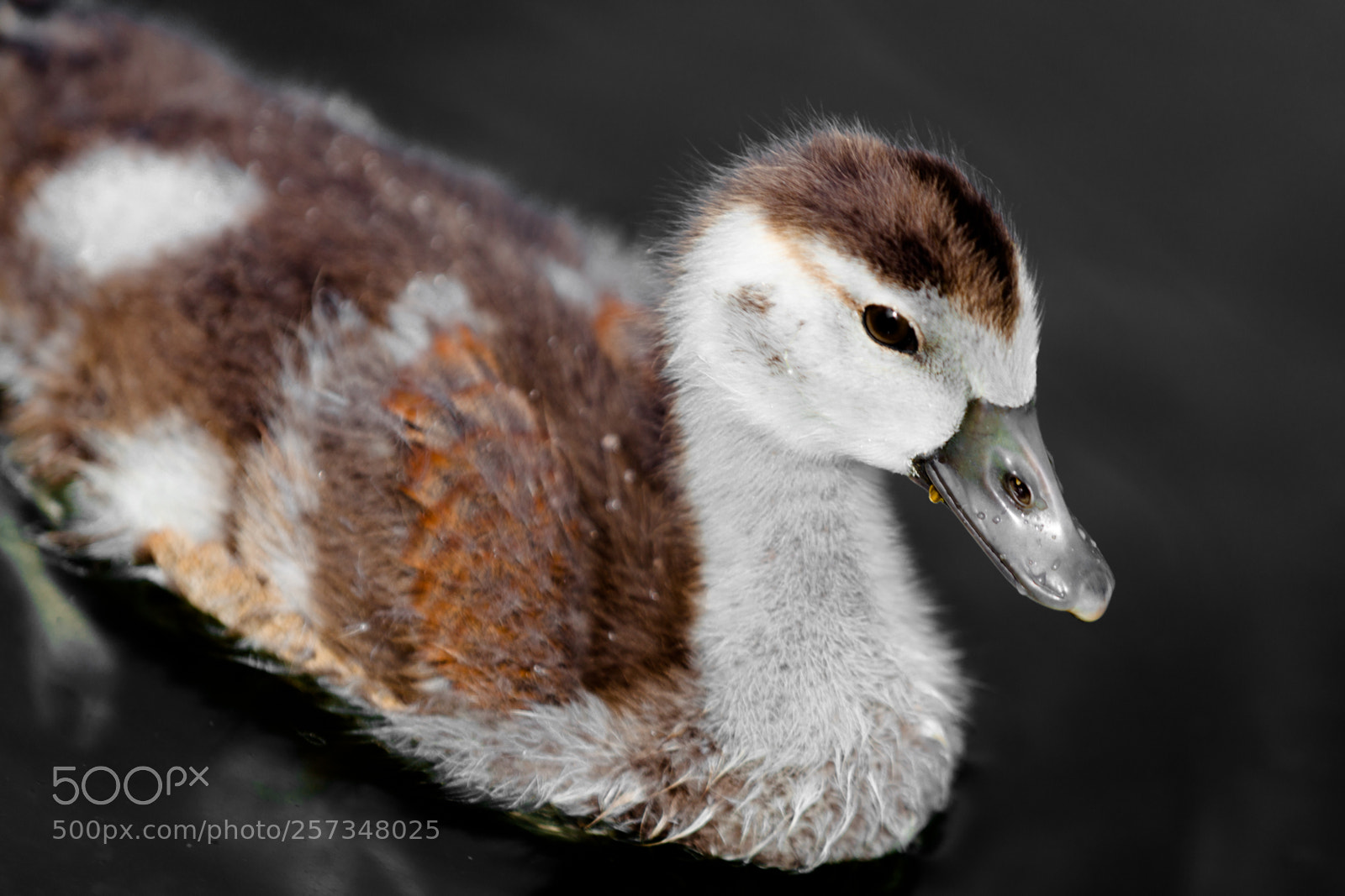 Canon EOS 5D Mark II sample photo. Small ducks photography