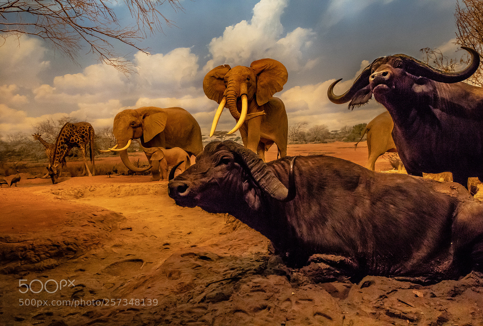 Sony a6500 sample photo. Safari  photography