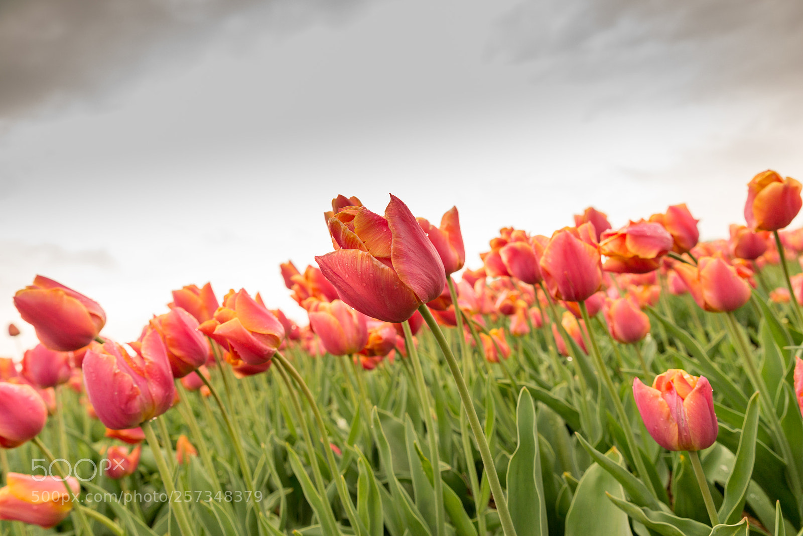 Nikon D610 sample photo. Tulips photography