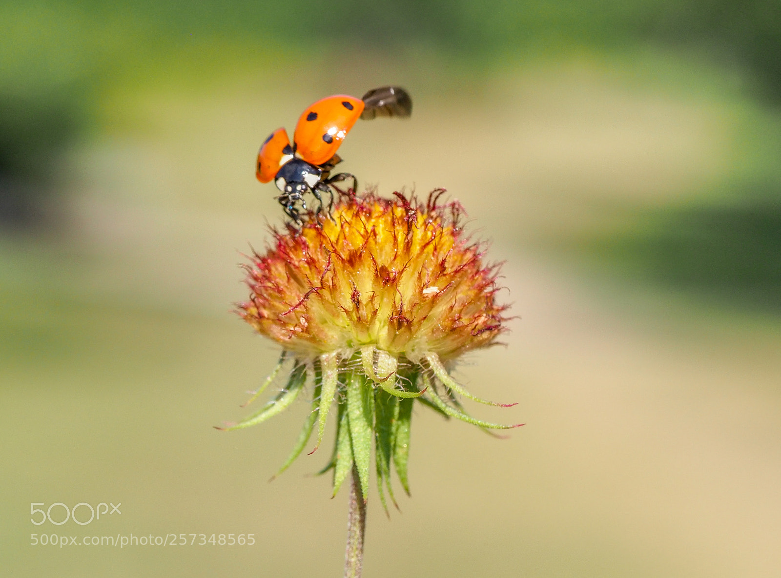 Olympus OM-D E-M1 Mark II sample photo. Ladybug photography
