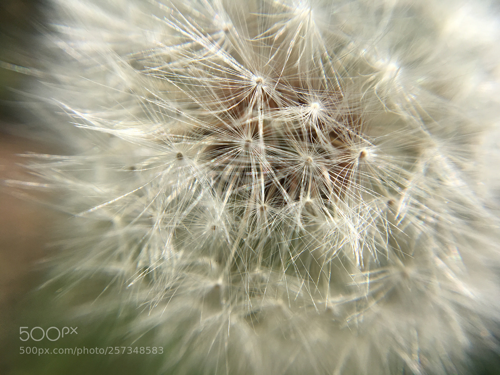 Apple iPhone SE sample photo. Dandelion  photography