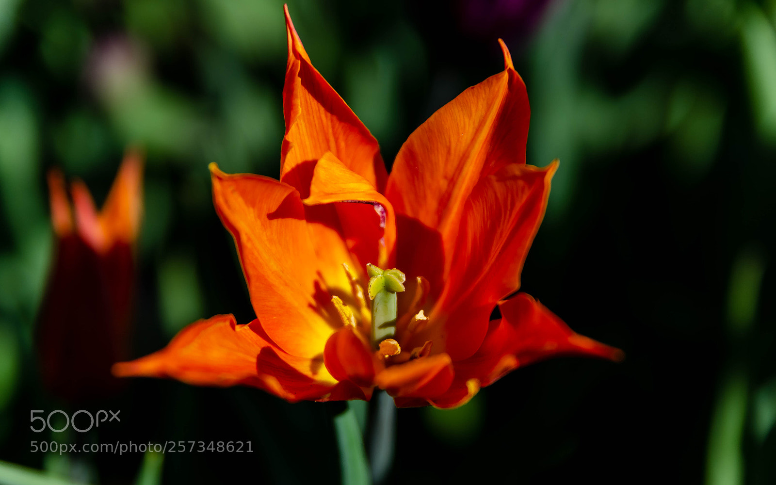 Nikon D5100 sample photo. Dragon breath photography