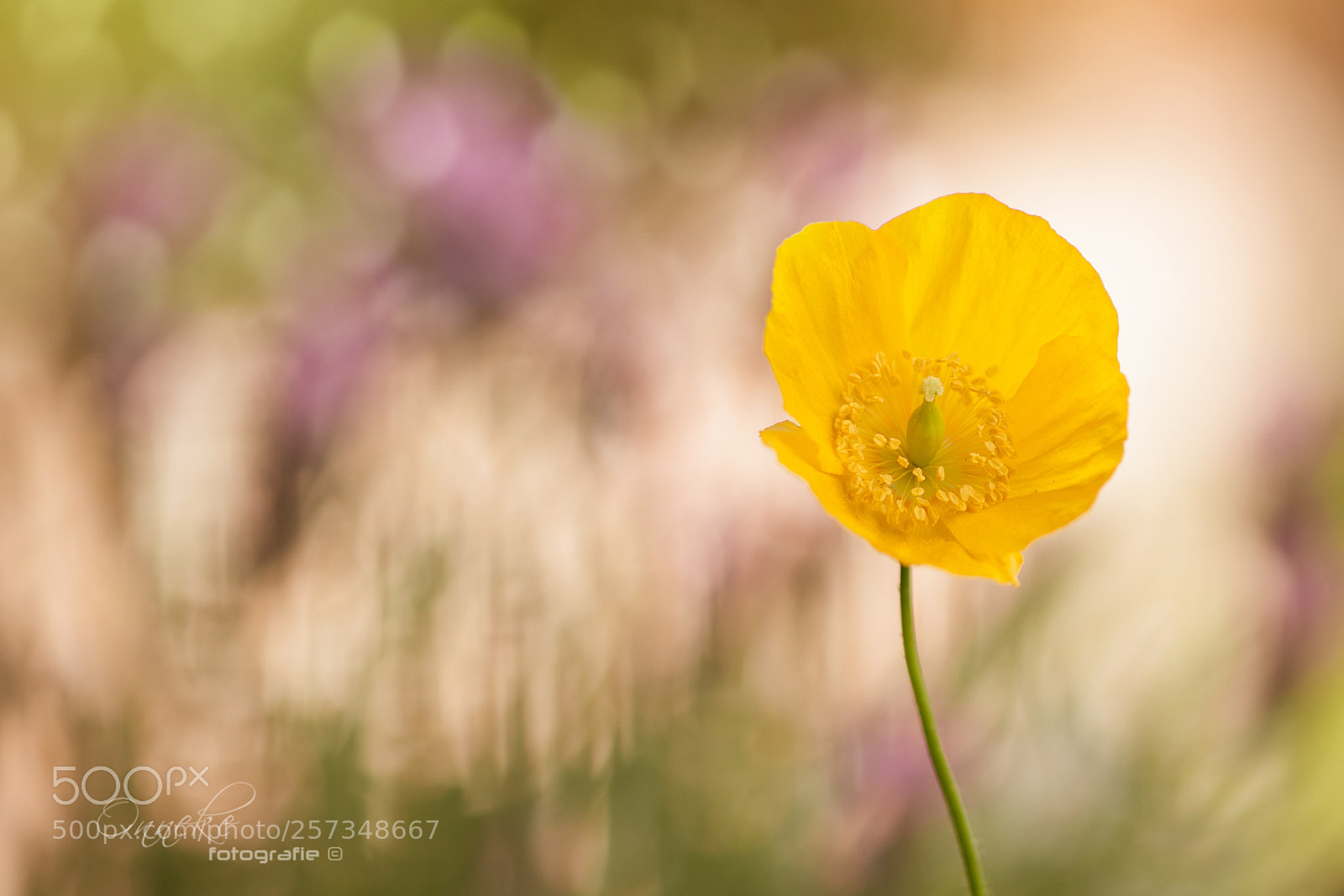Canon EOS 50D sample photo. Poppy photography