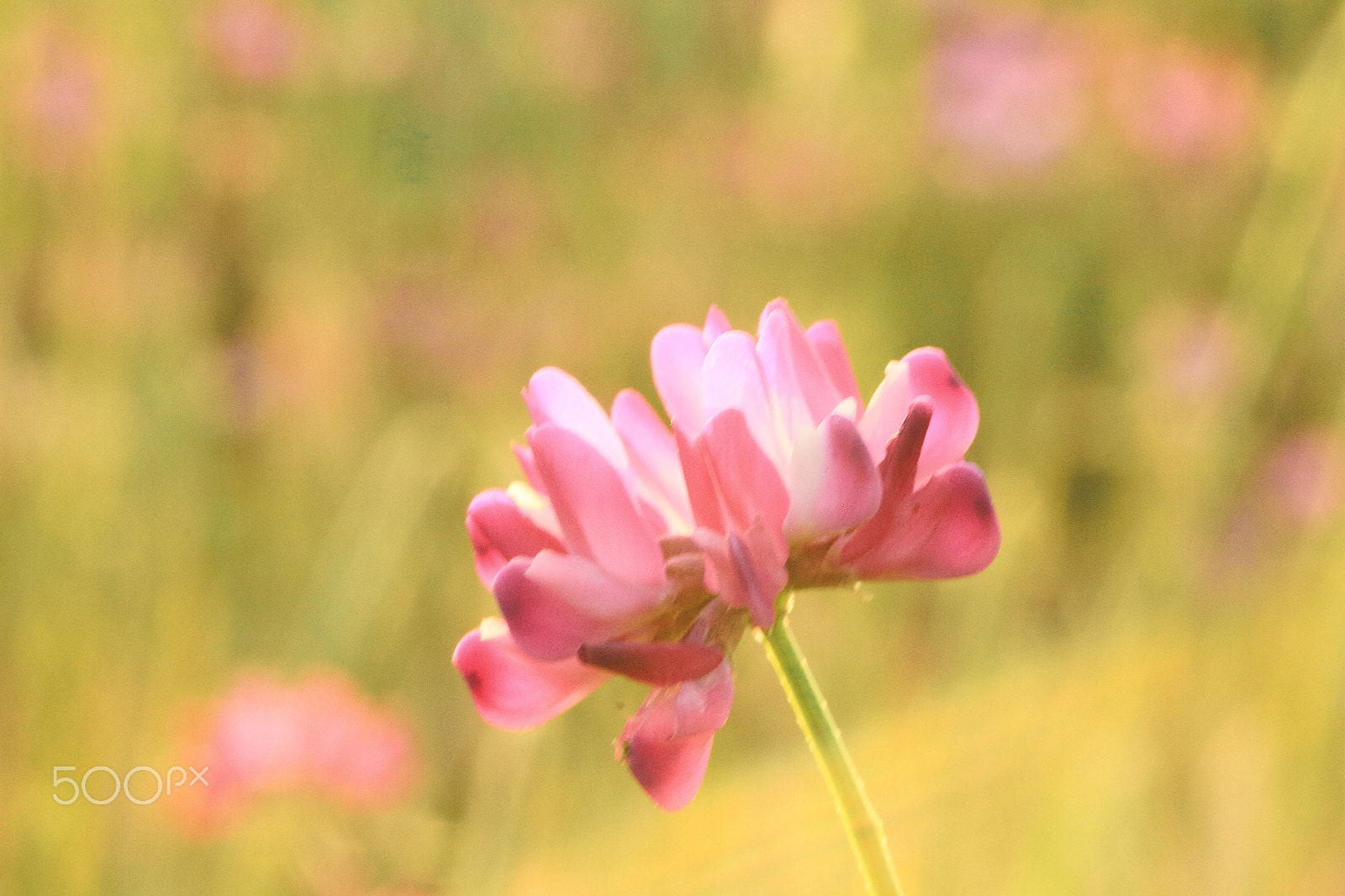 Canon EOS 7D + Canon EF 50mm F1.8 II sample photo. Red clover photography