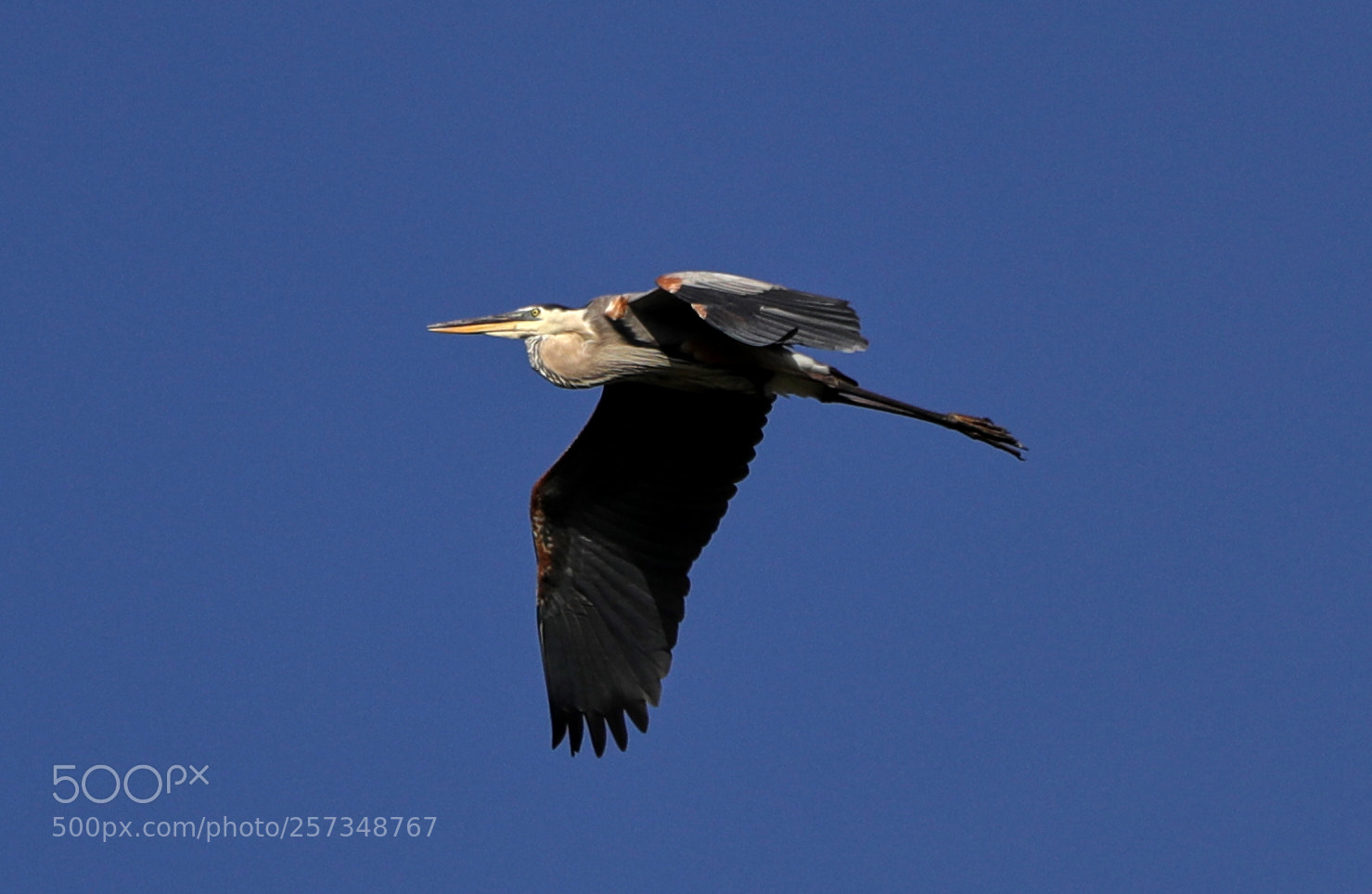 Canon EOS-1D X Mark II sample photo. 05-10-18-0017032.jpg photography