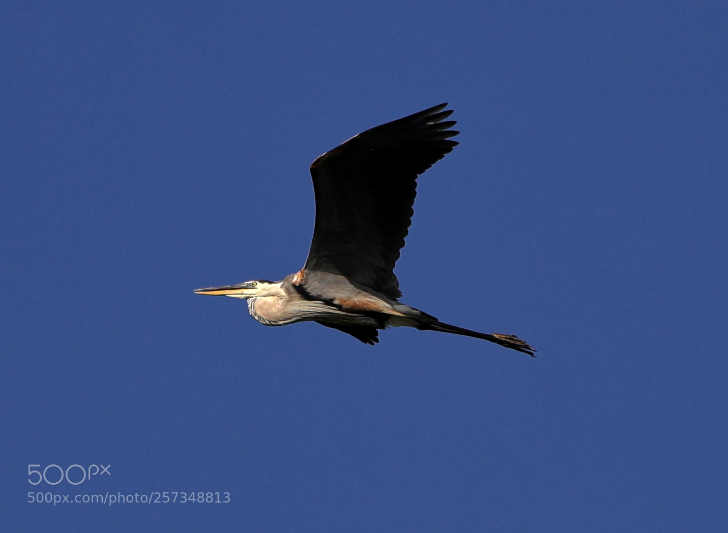 Canon EOS-1D X Mark II sample photo. 05-10-18-0017030.jpg photography