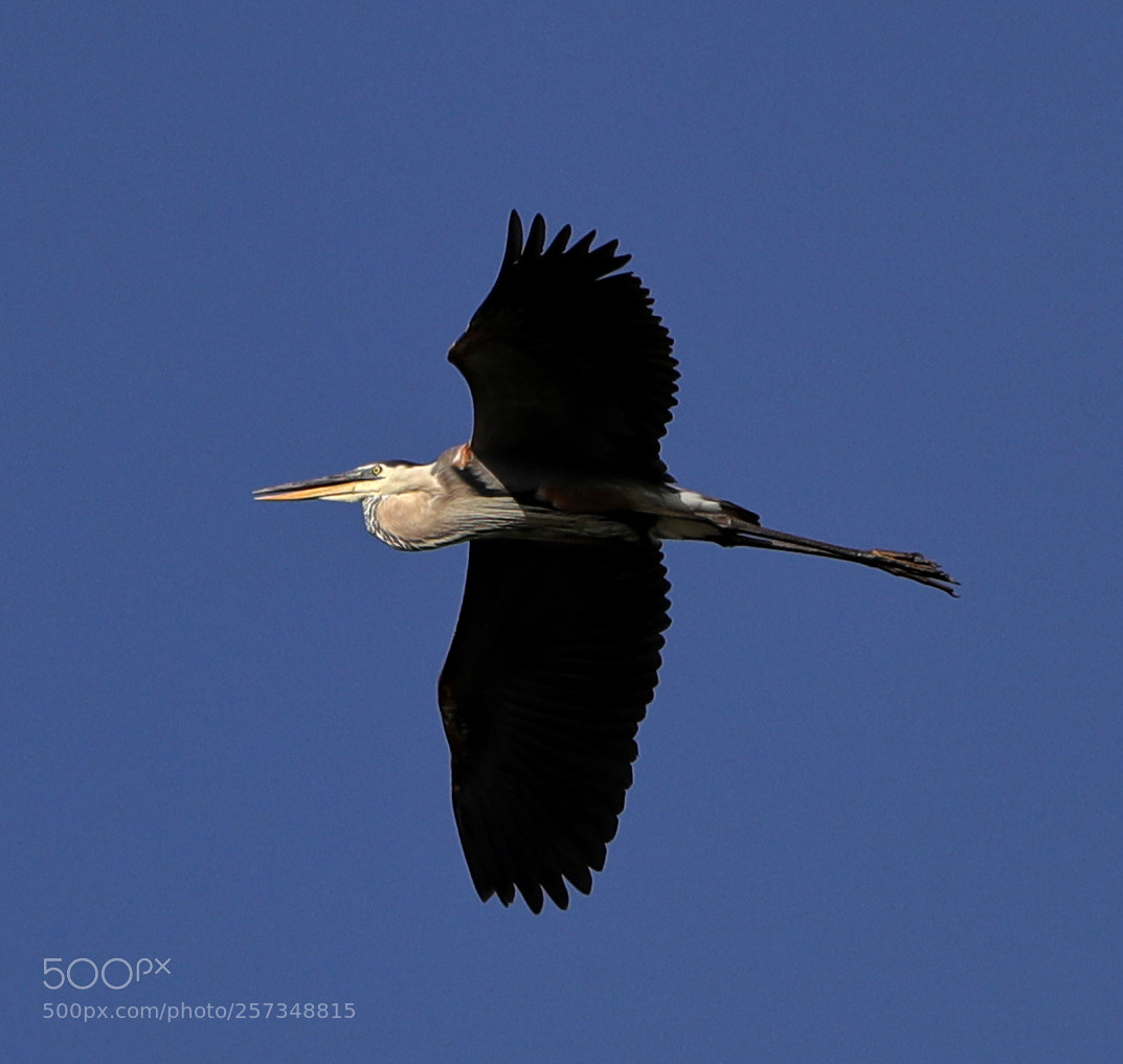 Canon EOS-1D X Mark II sample photo. 05-10-18-0017029.jpg photography