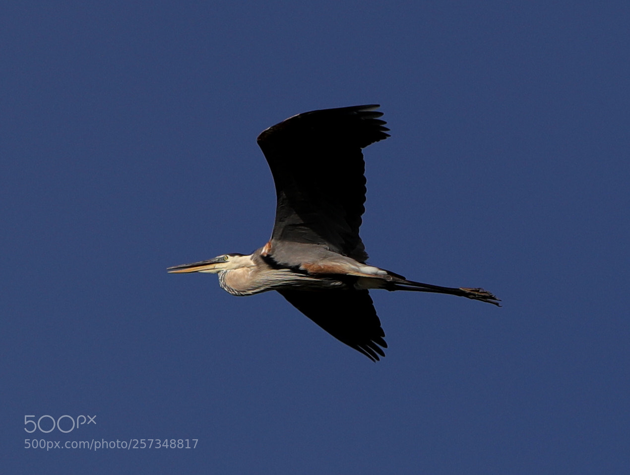 Canon EOS-1D X Mark II sample photo. 05-10-18-0017028.jpg photography