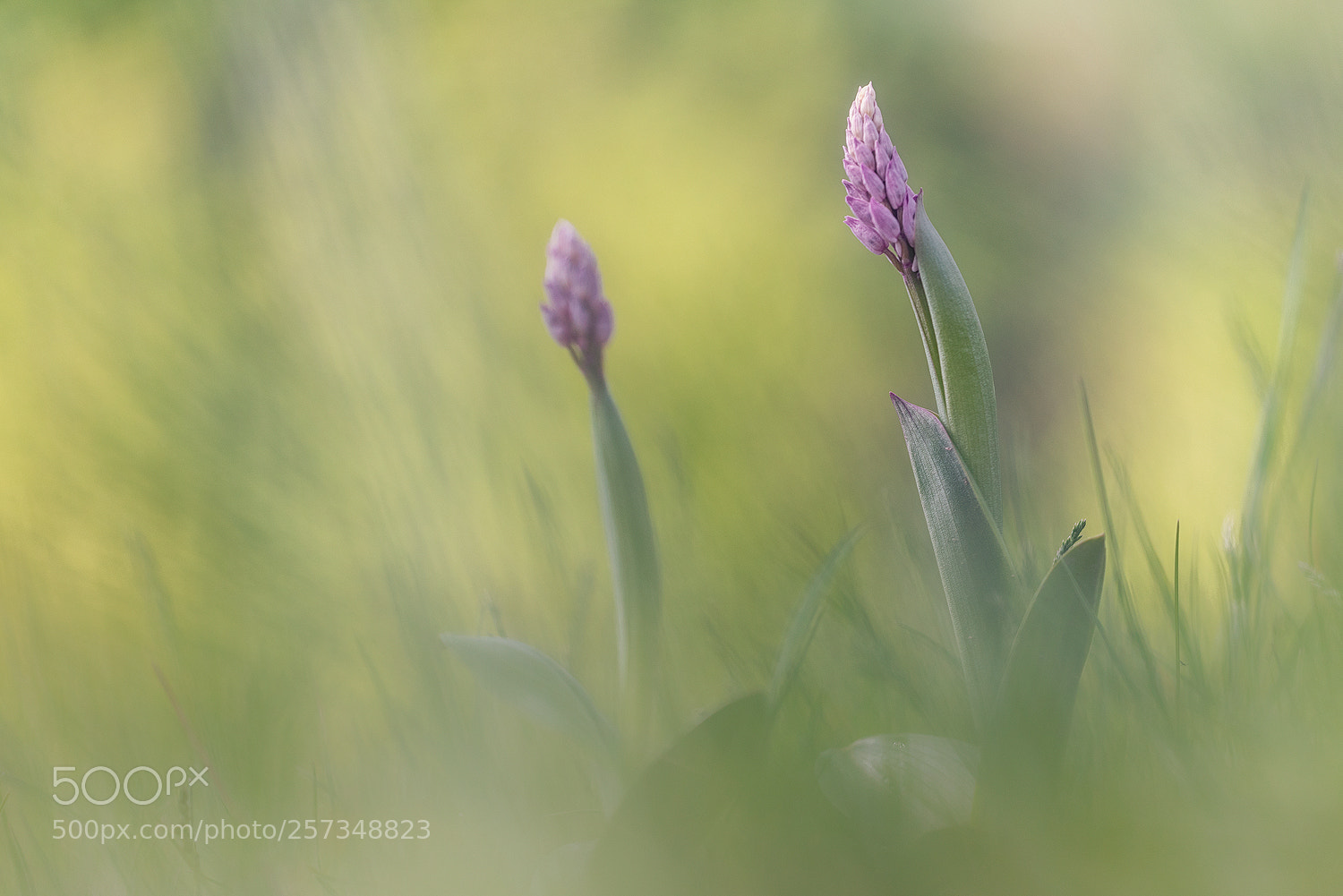 Nikon D750 sample photo. Orchid photography