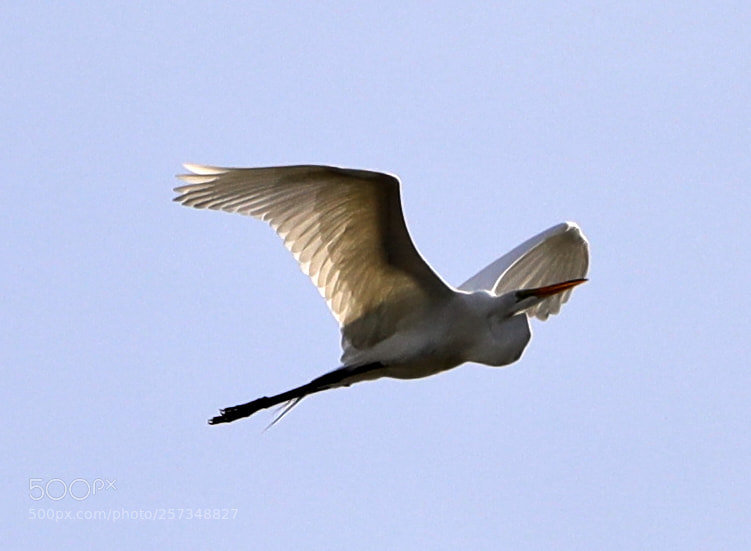 Canon EOS-1D X Mark II sample photo. 05-10-18-0017025.jpg photography