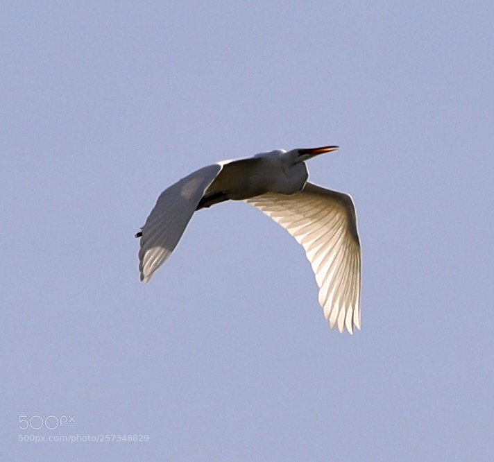 Canon EOS-1D X Mark II sample photo. 05-10-18-0017026.jpg photography