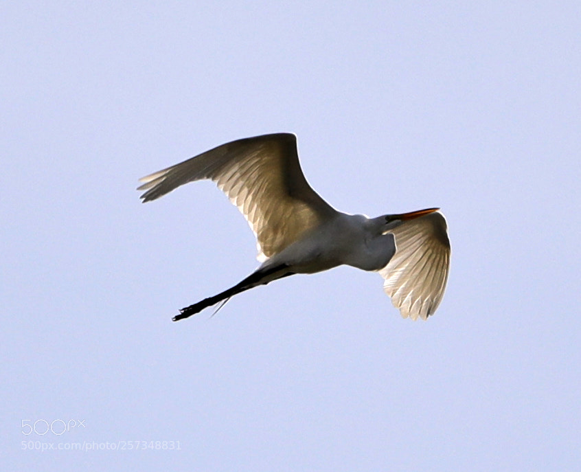 Canon EOS-1D X Mark II sample photo. 05-10-18-0017024.jpg photography