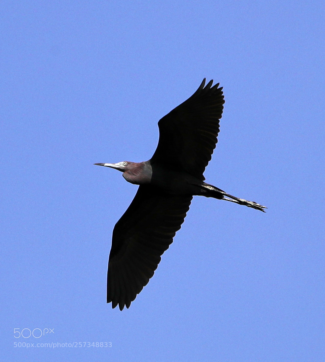 Canon EOS-1D X Mark II sample photo. 05-10-18-0017022.jpg photography