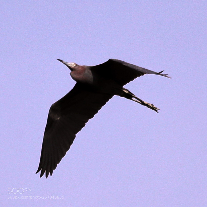 Canon EOS-1D X Mark II sample photo. 05-10-18-0017023.jpg photography