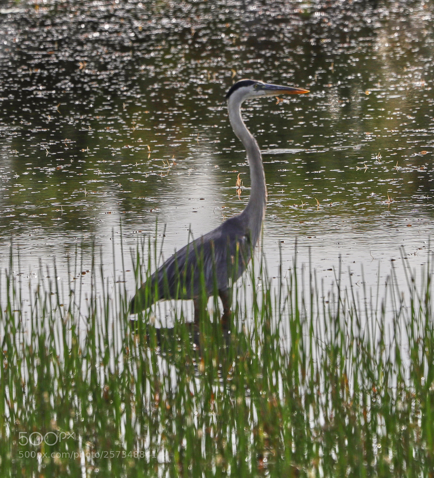 Canon EOS-1D X Mark II sample photo. 05-10-18-0017018.jpg photography