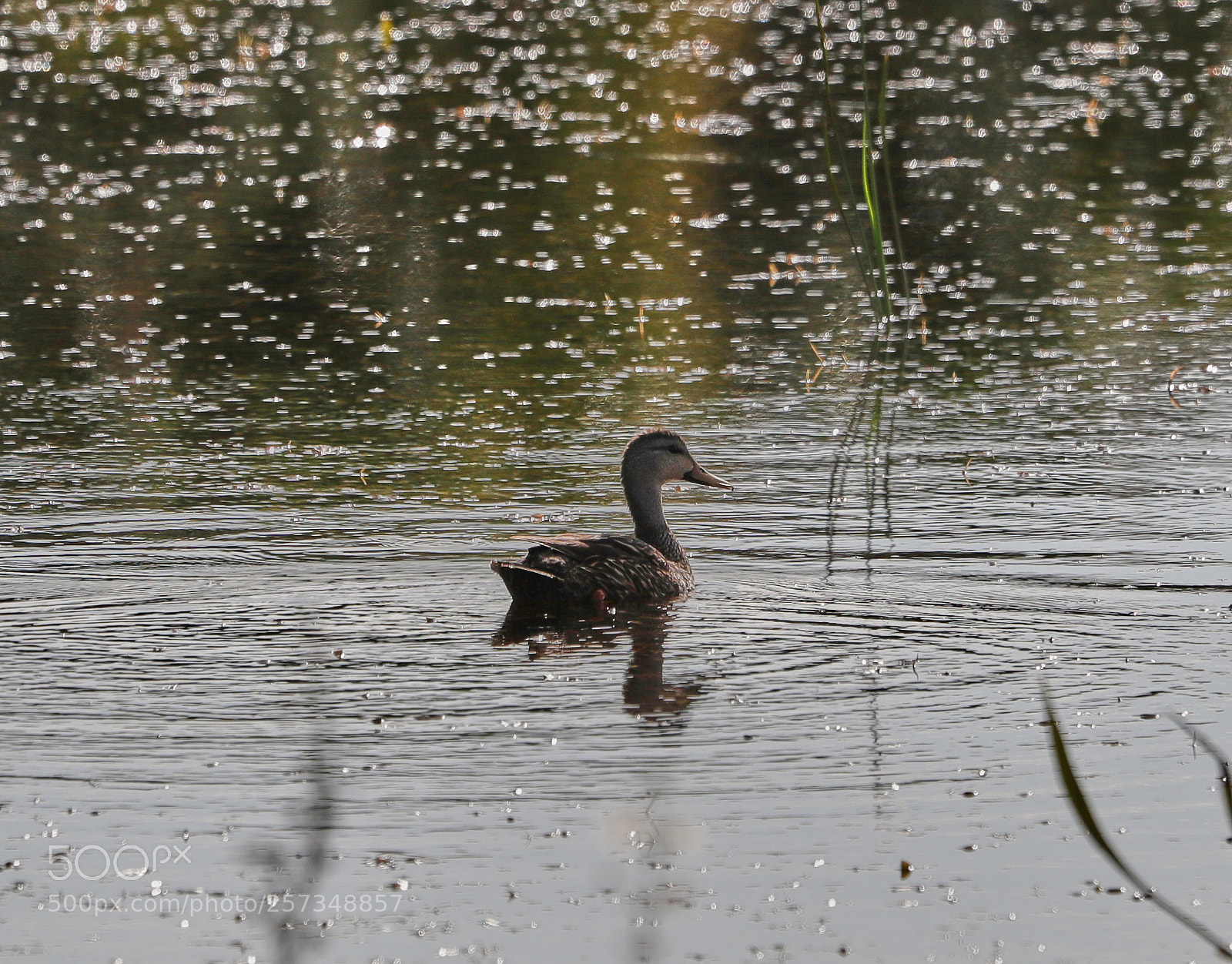 Canon EOS-1D X Mark II sample photo. 05-10-18-0017012.jpg photography