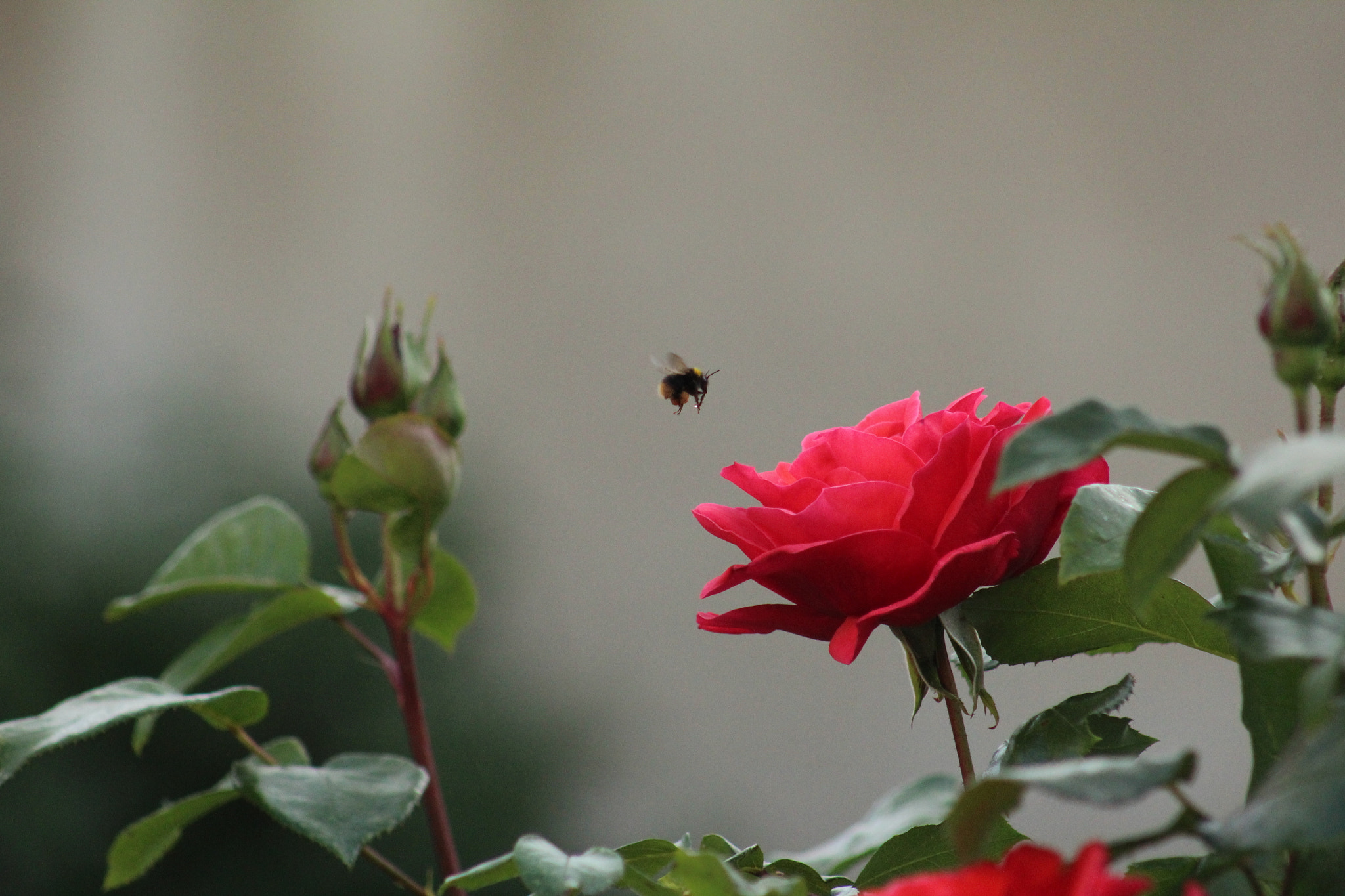 Canon EF 75-300mm f/4-5.6 USM sample photo. Img photography
