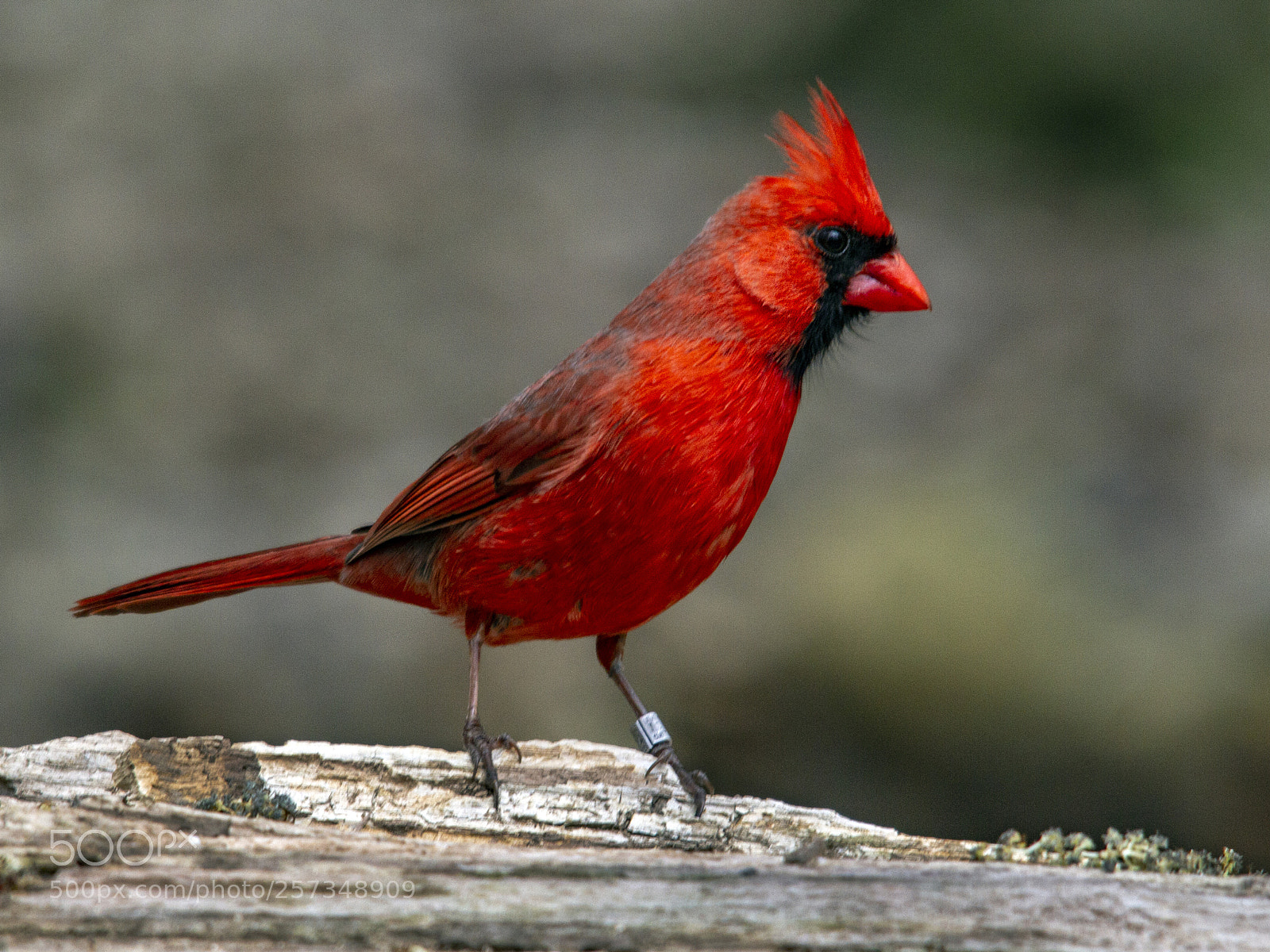 Canon EOS 7D sample photo. Red cardinal (male) photography