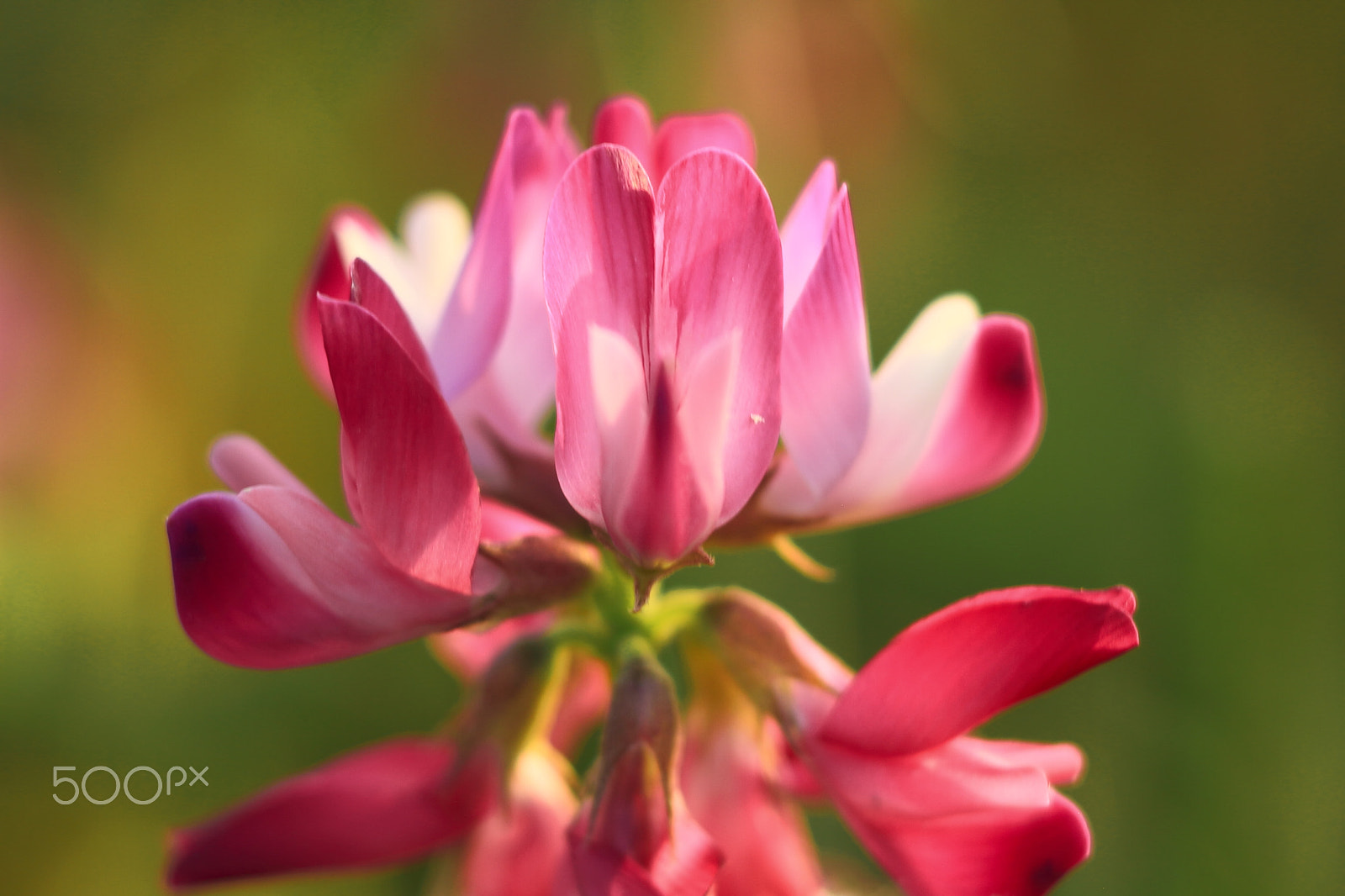 Canon EOS 7D + Canon EF 50mm F1.8 II sample photo. Red clover photography