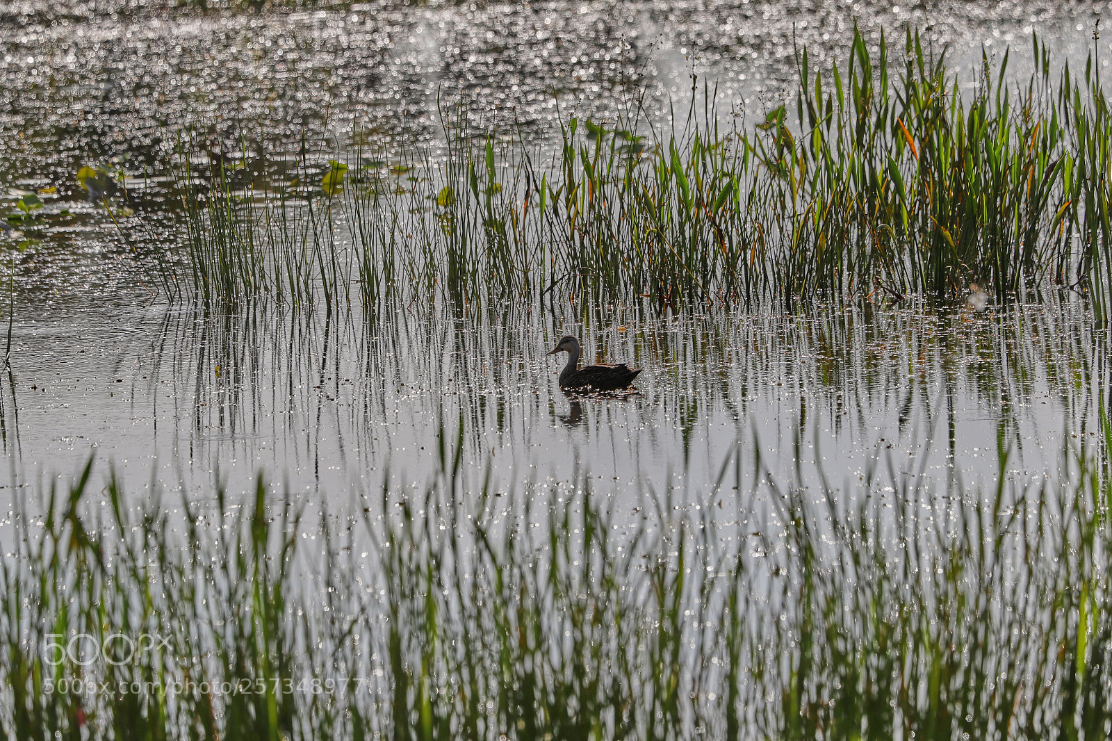 Canon EOS-1D X Mark II sample photo. 05-10-18-0017004.jpg photography