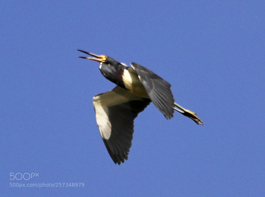 Canon EOS-1D X Mark II sample photo. 05-10-18-0017003.jpg photography