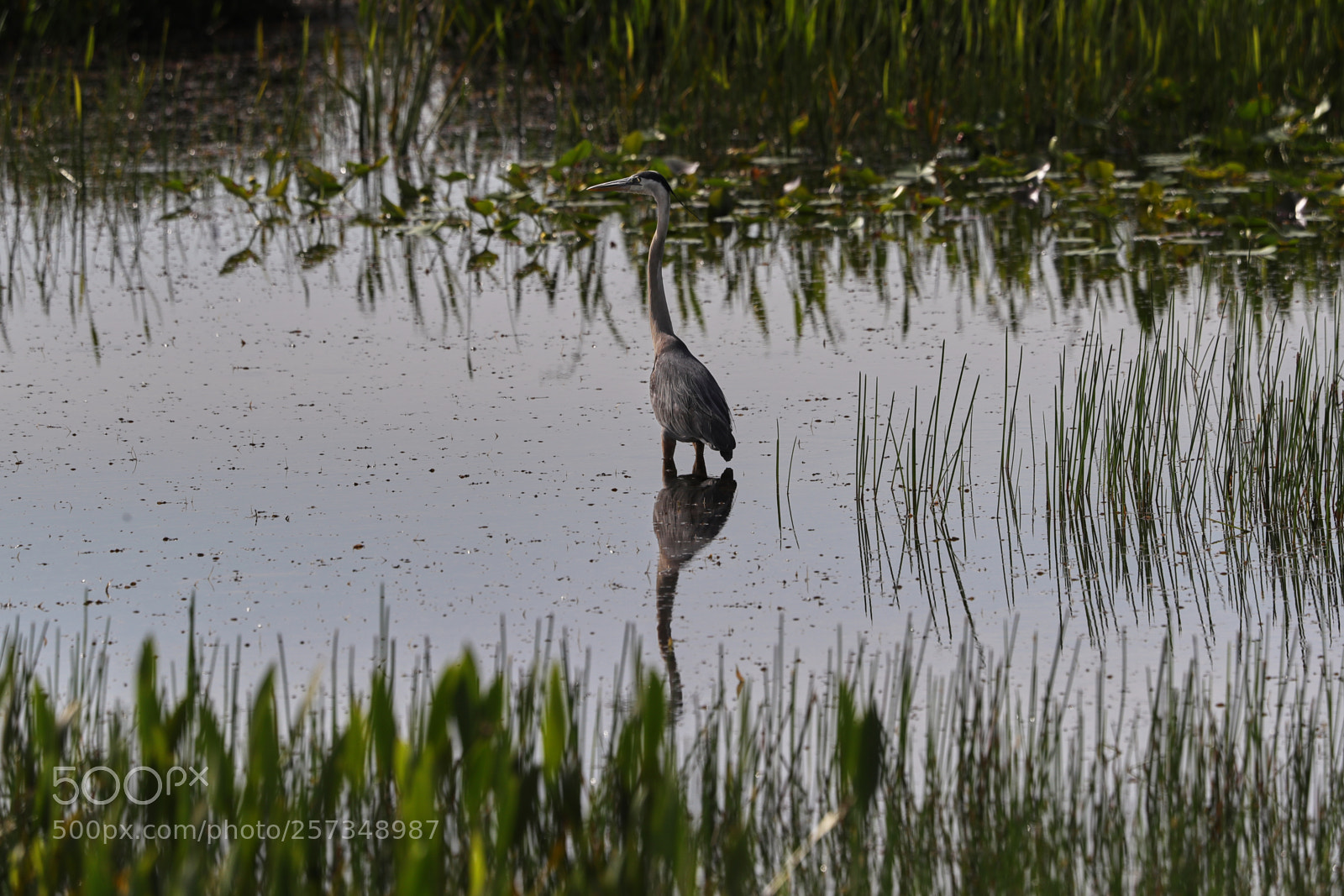 Canon EOS-1D X Mark II sample photo. 05-10-18-0017001.jpg photography