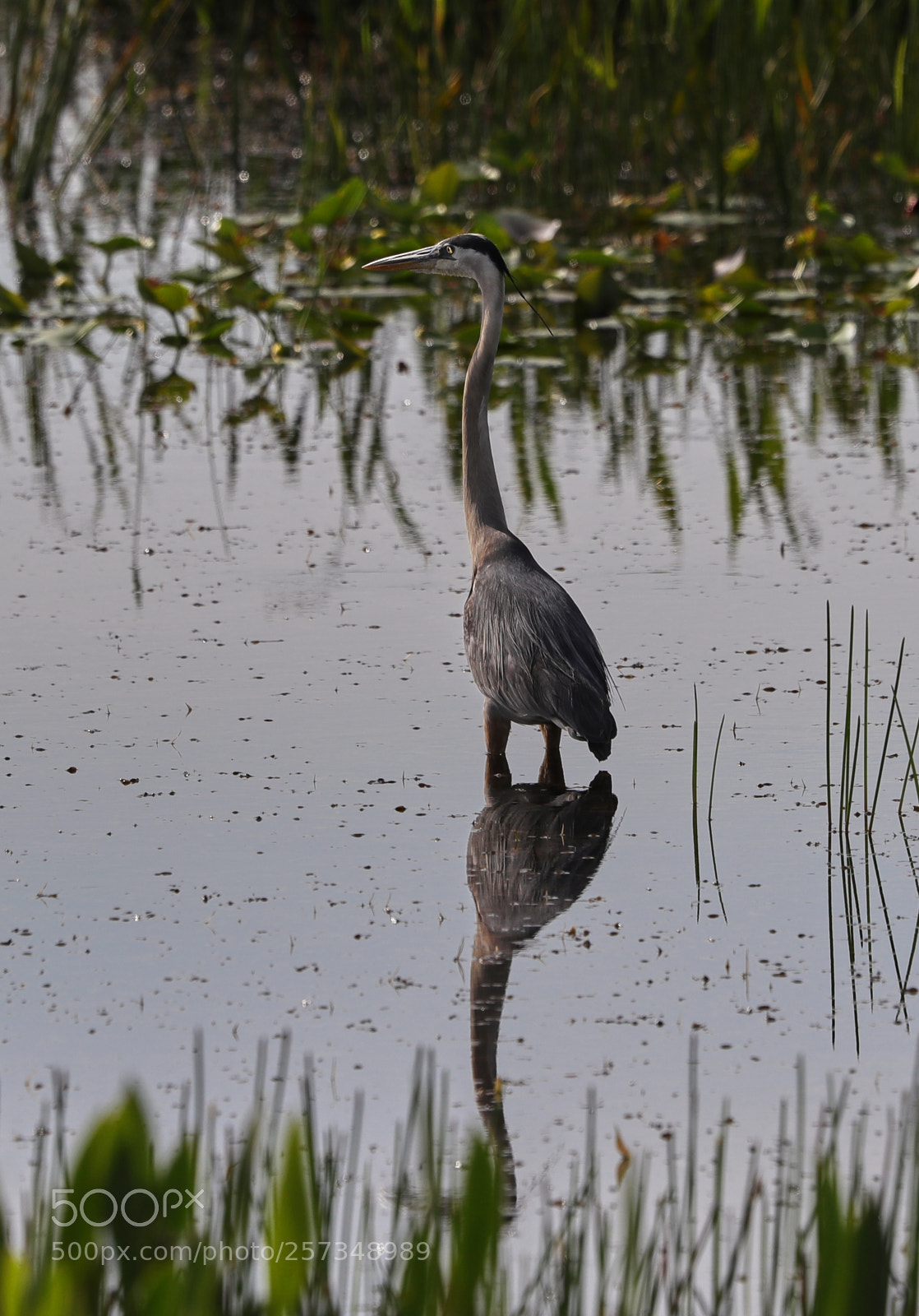 Canon EOS-1D X Mark II sample photo. 05-10-18-0017000.jpg photography