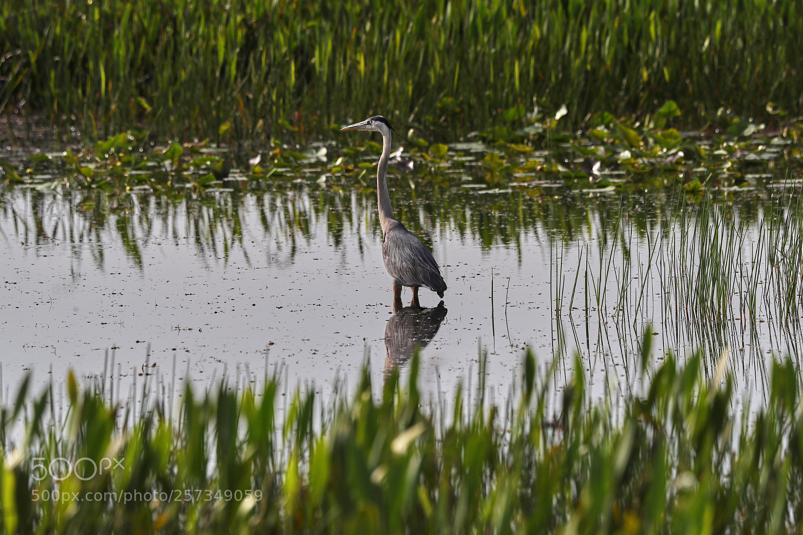 Canon EOS-1D X Mark II sample photo. 05-10-18-0016994.jpg photography