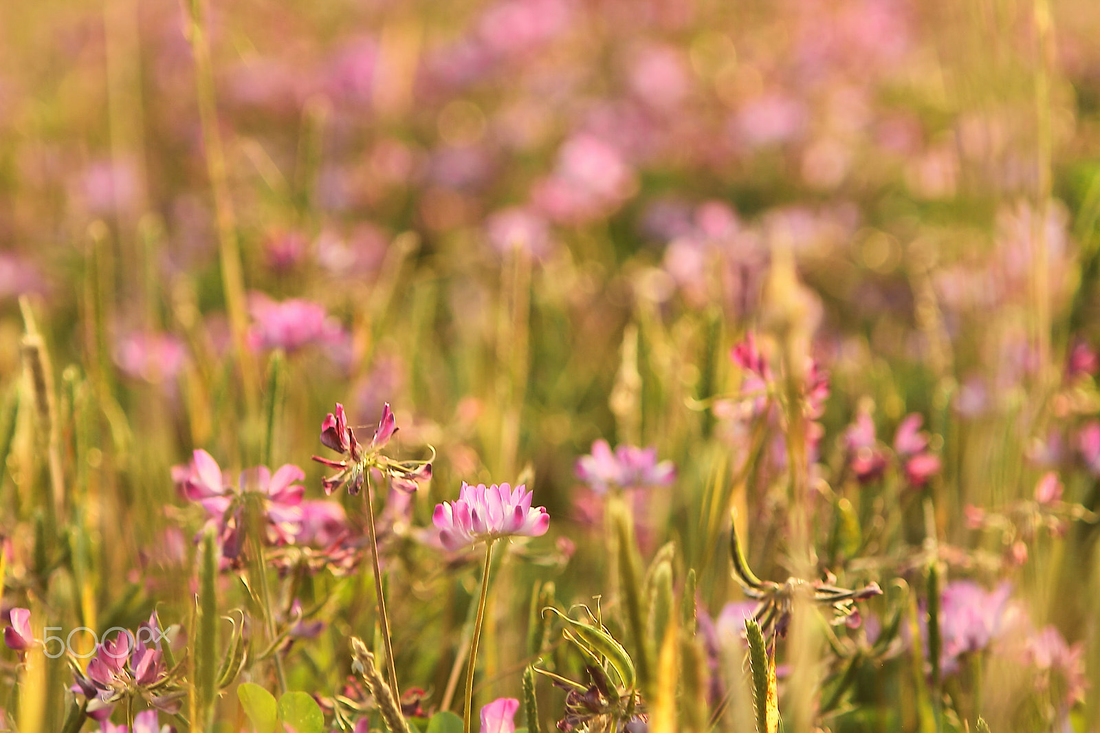 Canon EOS 7D + Canon EF 50mm F1.8 II sample photo. Red clover photography
