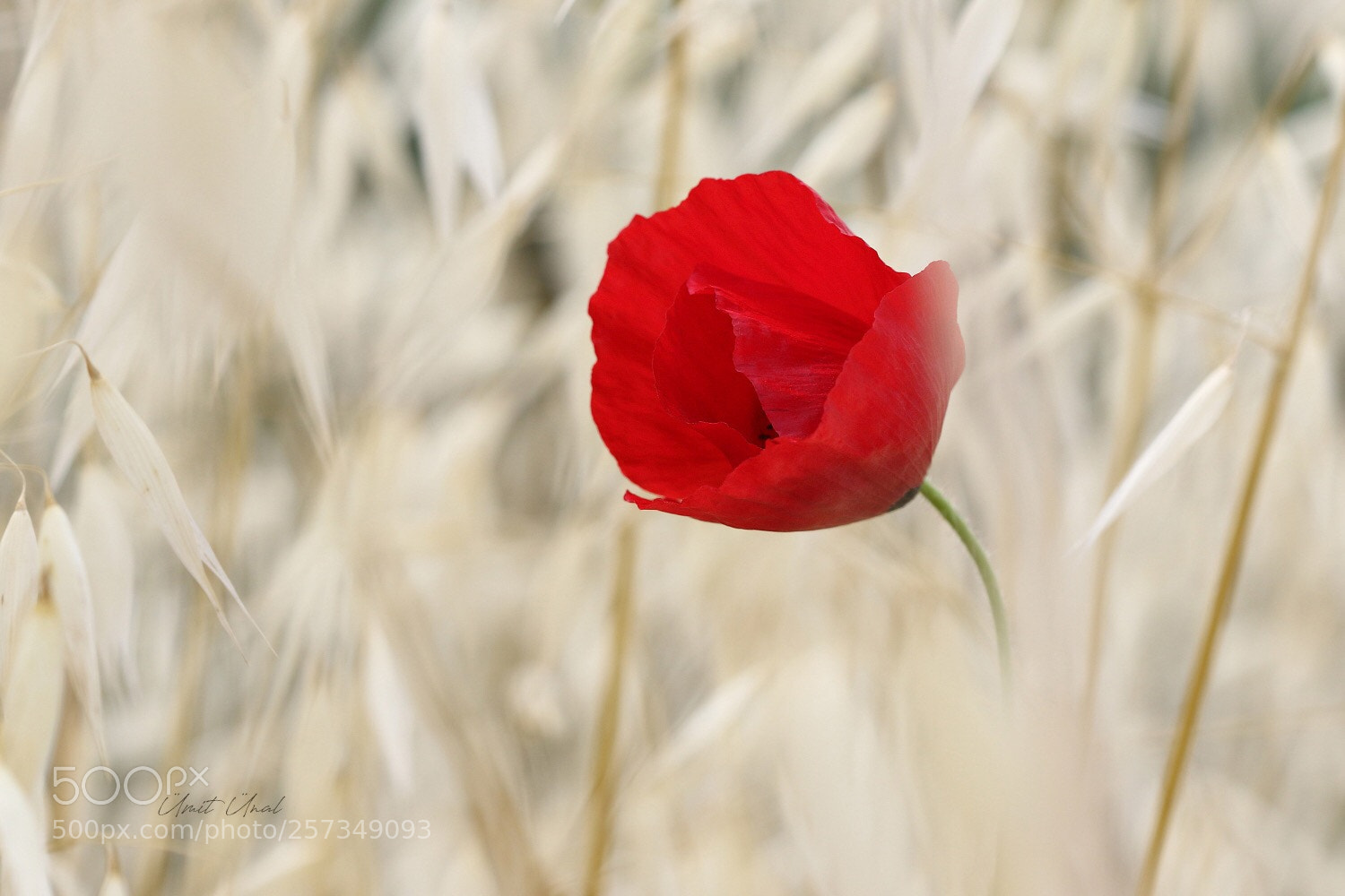 Canon EOS 7D Mark II sample photo. P o p p photography