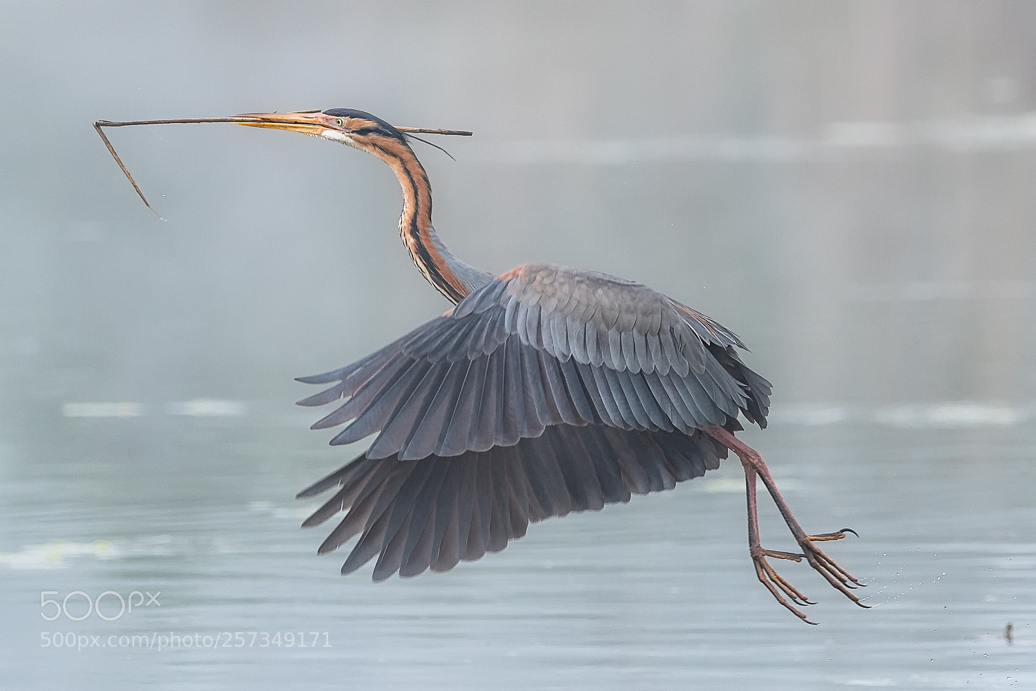 Nikon D500 sample photo. Purple heron photography