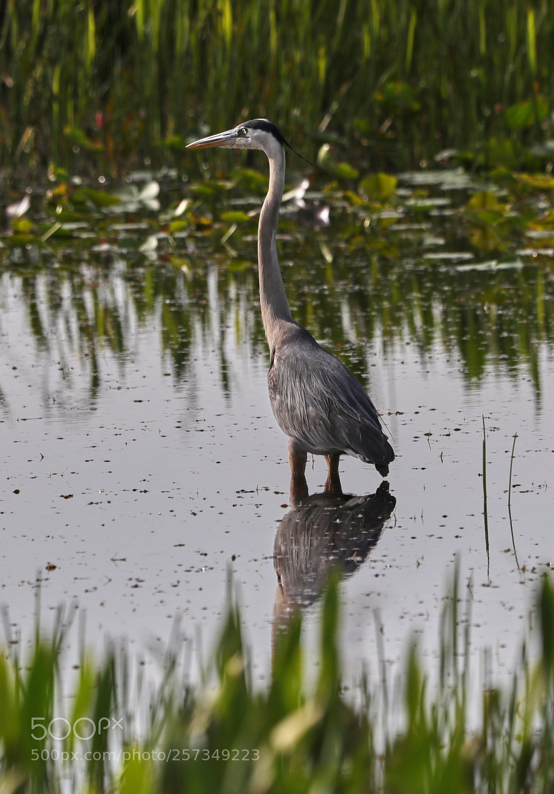 Canon EOS-1D X Mark II sample photo. 05-10-18-0016993.jpg photography