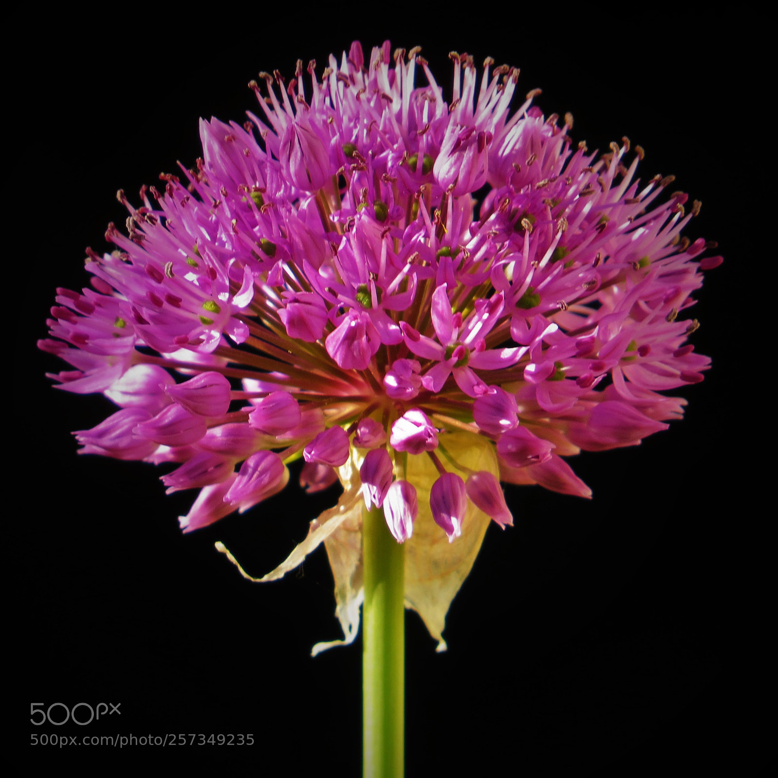 Canon PowerShot SX50 HS sample photo. Purple onion flower at photography