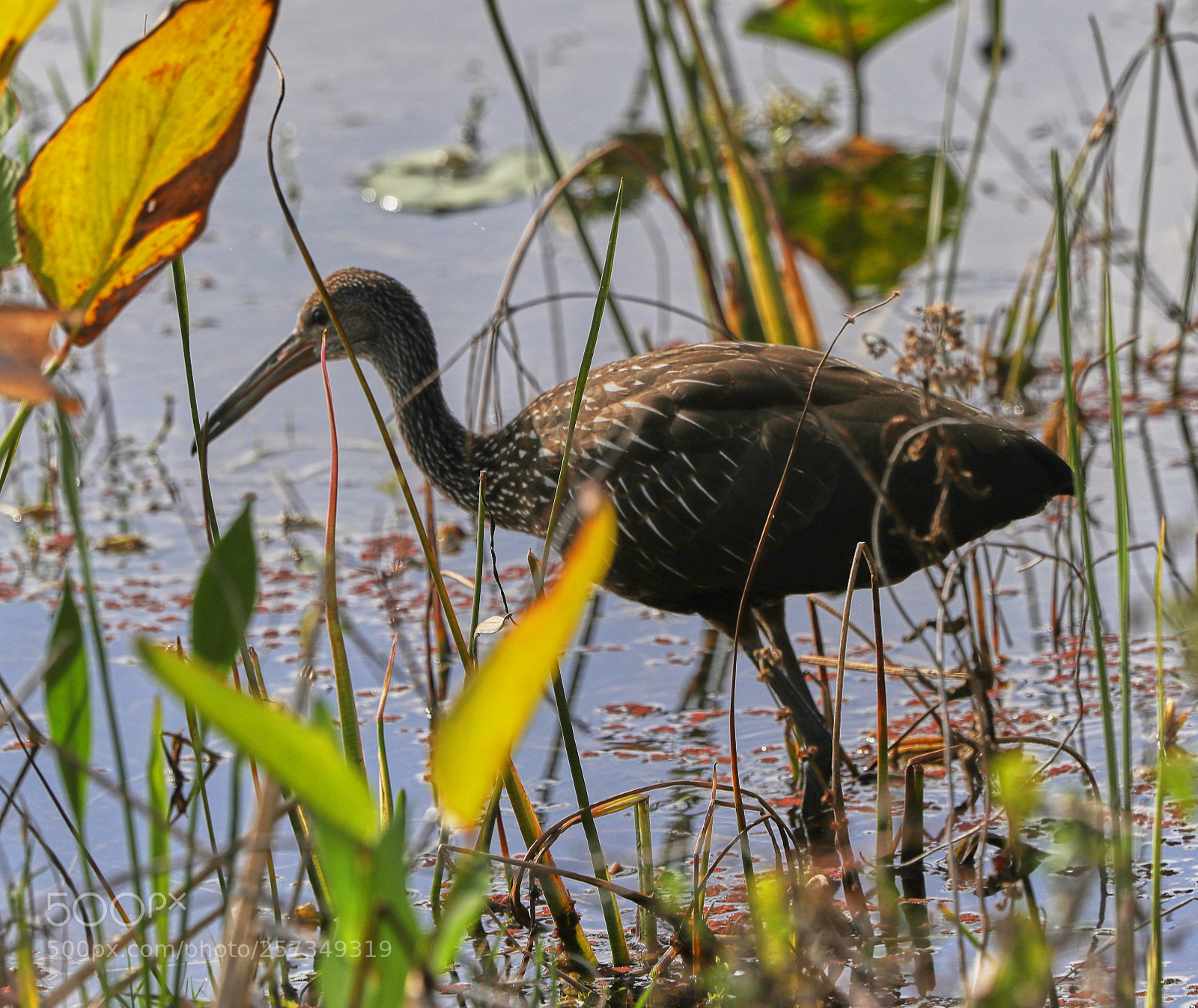Canon EOS-1D X Mark II sample photo. 05-10-18-0016991.jpg photography