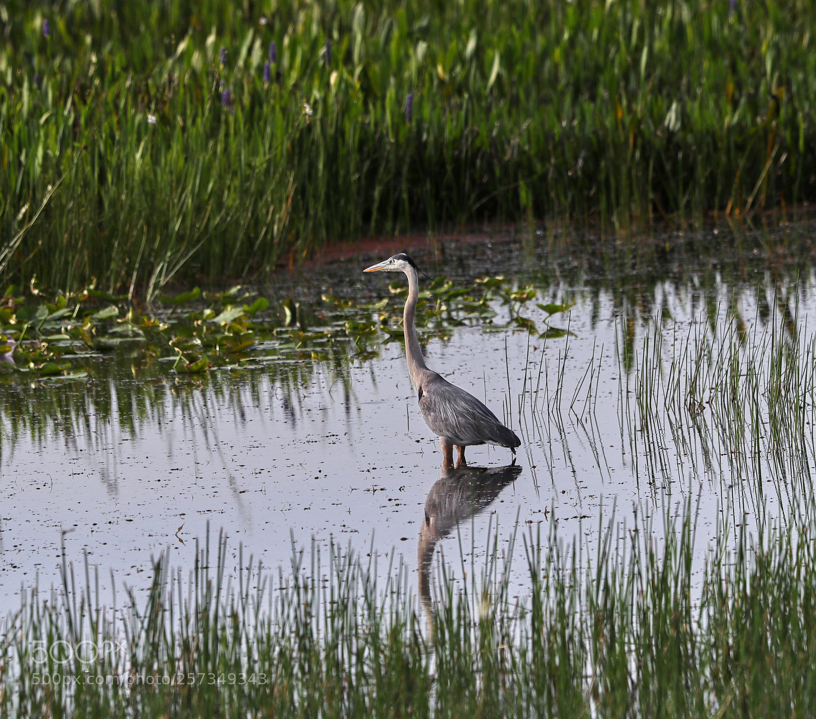 Canon EOS-1D X Mark II sample photo. 05-10-18-0016986.jpg photography