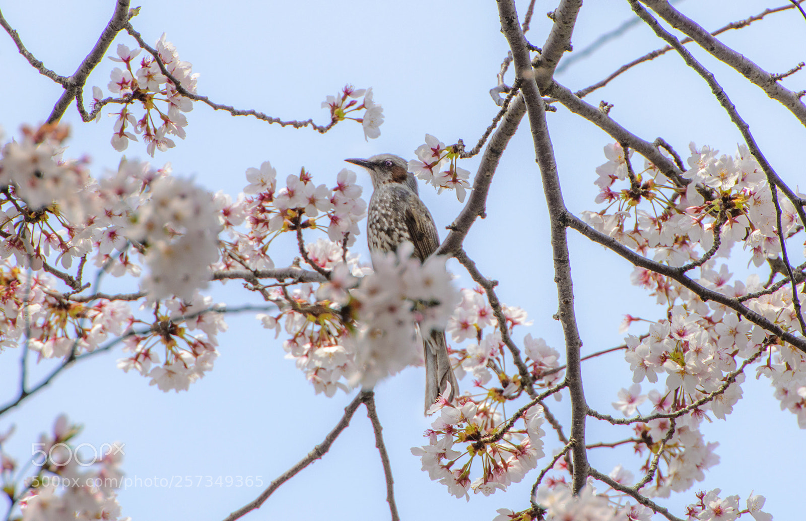 Nikon D850 sample photo. Brown-eared bulbul photography