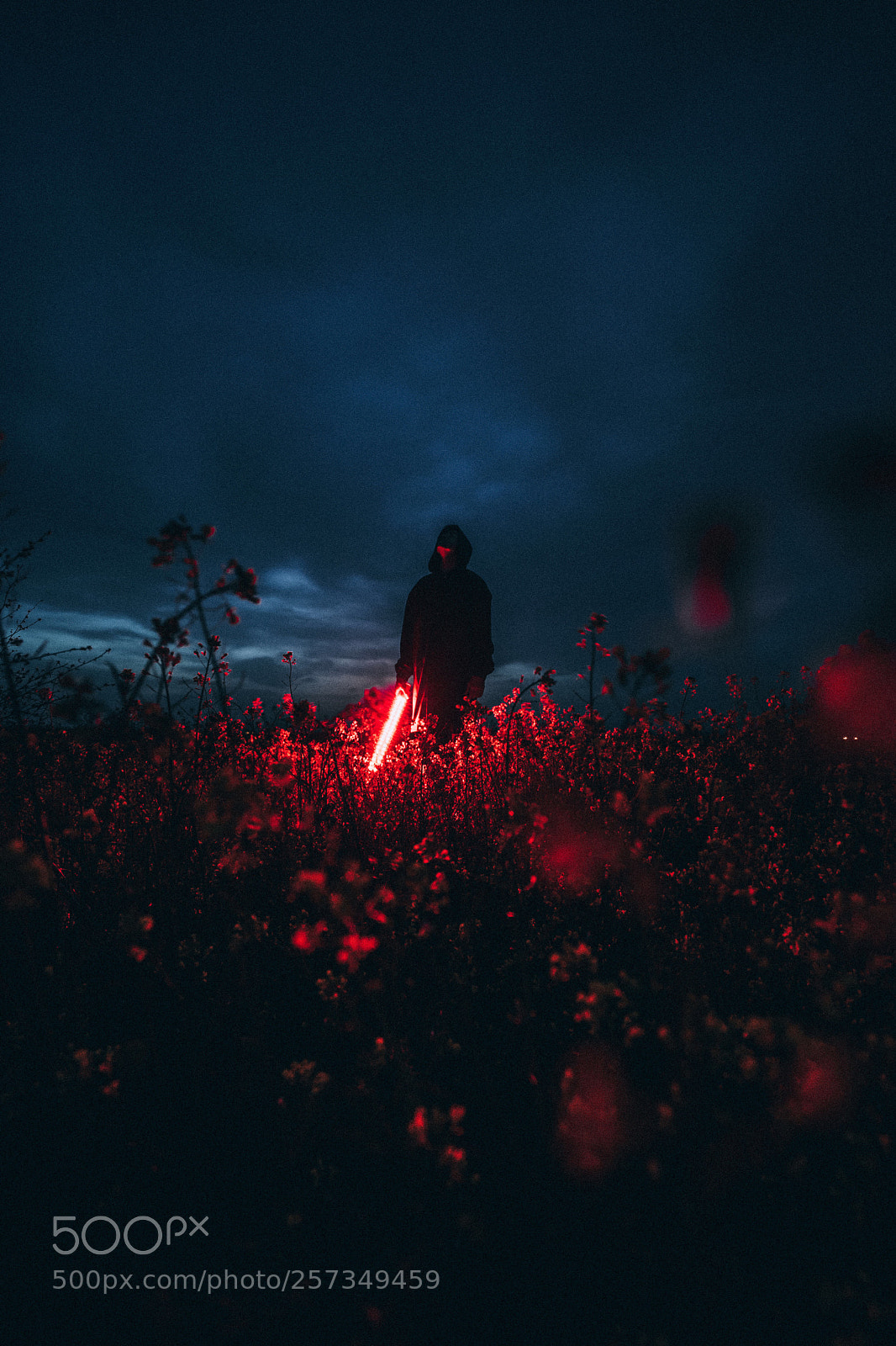 Sony a7 II sample photo. Untitled photography