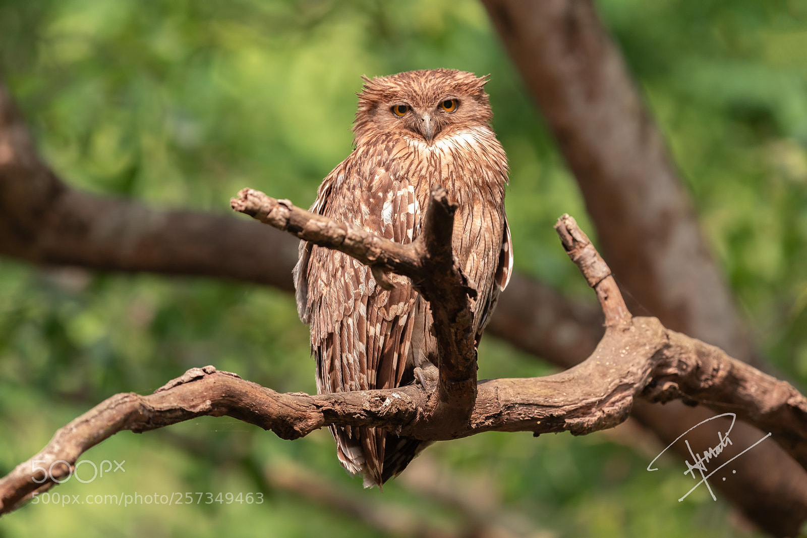 Canon EOS 5D Mark IV sample photo. Brownfishowl photography