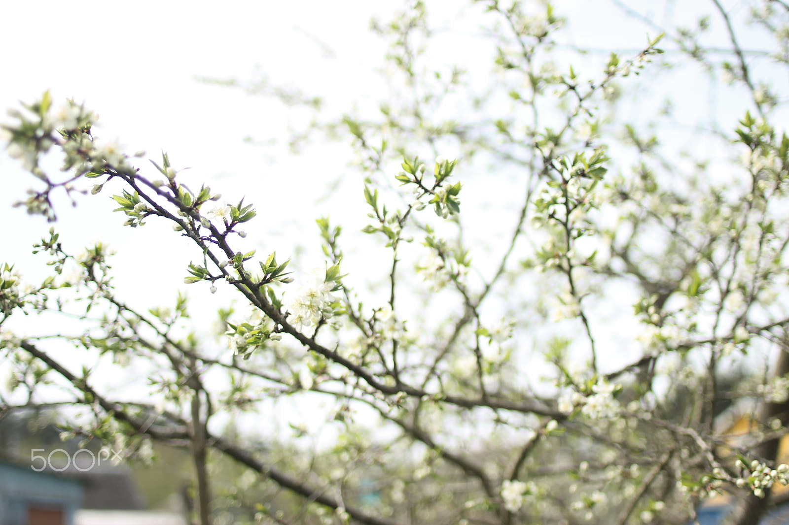 Canon EF 35mm F2 sample photo. Bloom photography