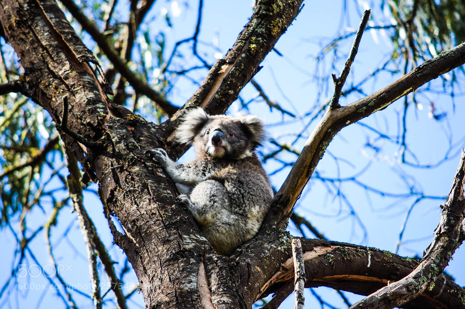 Nikon D3300 sample photo. Koala photography