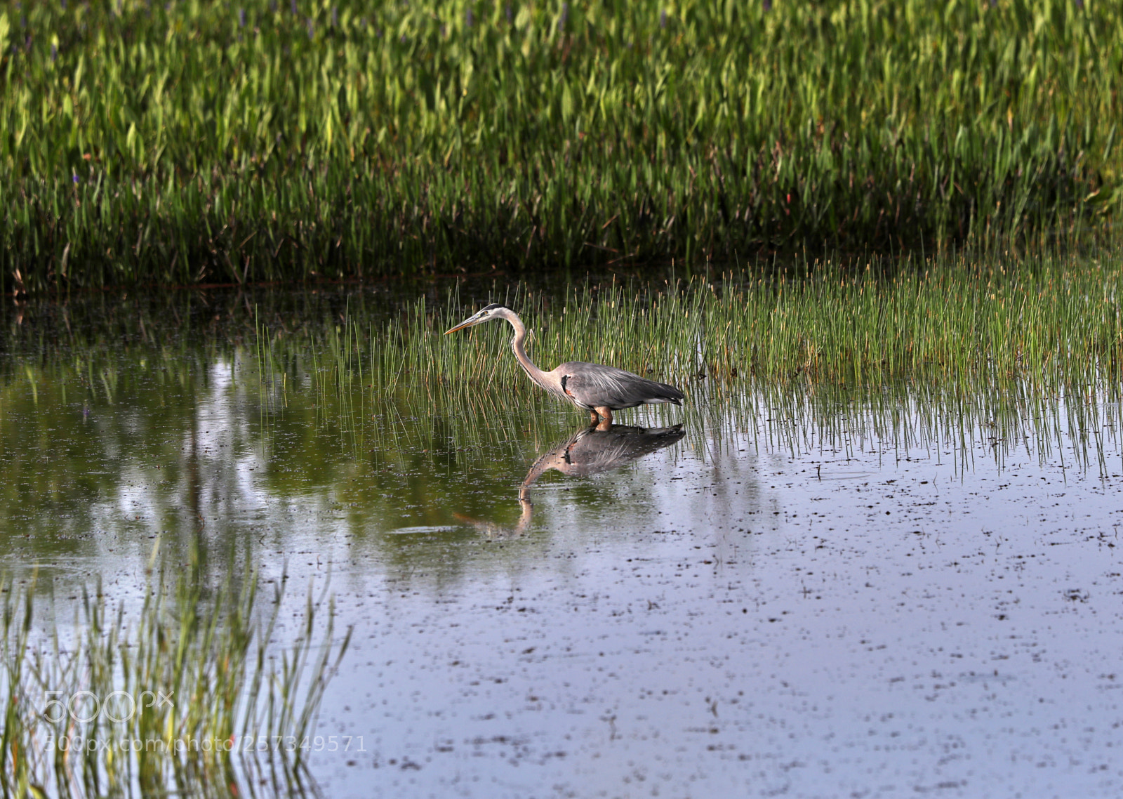 Canon EOS-1D X Mark II sample photo. 05-10-18-0016977.jpg photography