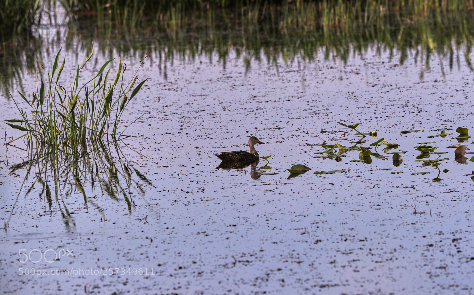 Canon EOS-1D X Mark II sample photo. 05-10-18-0016975.jpg photography