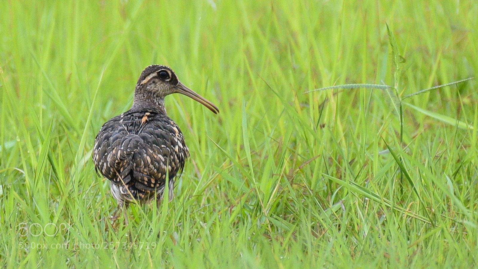 Nikon D750 sample photo. Painted snipe (female) photography