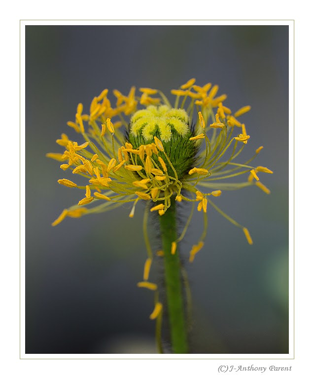 Nikon AF-S Micro-Nikkor 105mm F2.8G IF-ED VR sample photo. Pavot des alpes _ papaver alpinium (3) photography