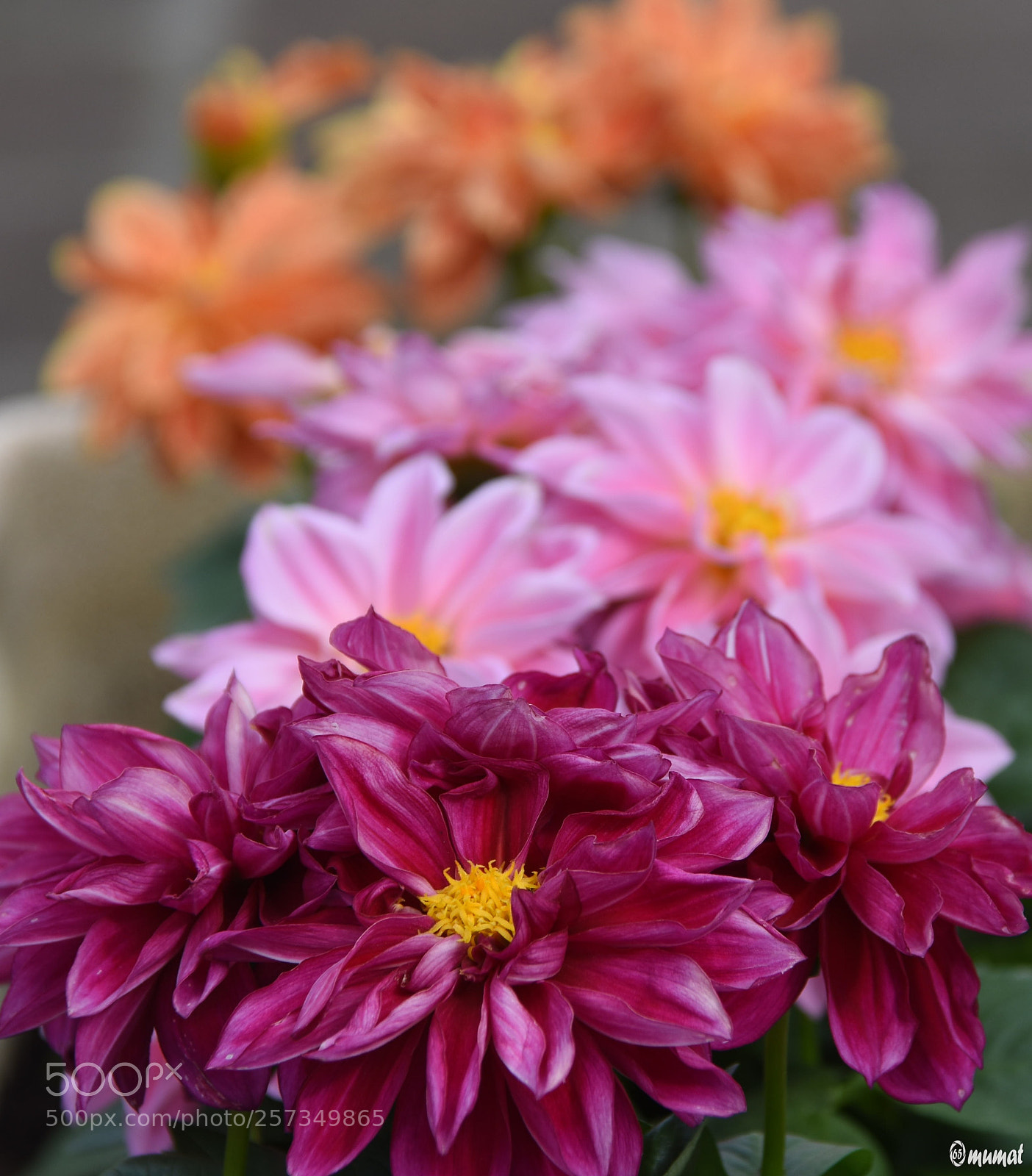 Nikon D7200 sample photo. Flower photography
